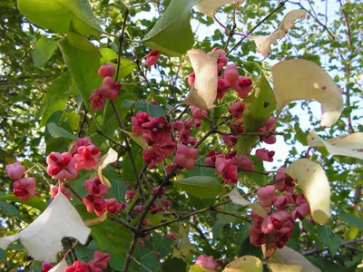 Euonymus maackii - Image of an specimen - Plantarium