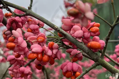 Бересклет японский (Euonymus japonica) — путеводитель по отдыху в Крыму