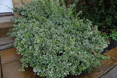 Бересклет форчуна (Euonymus fortunei) Купить в Симферополе | Садовый центр  Фрея, Крым