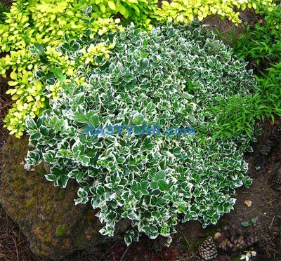 Бересклет форчуна Эмеральд Голд. (Euonymus fortunei Emerald Gold) С7,5  купить в интернет-магазине ЦВІТСАД с доставкой по Украине