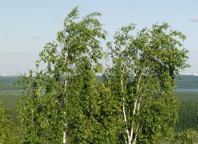 Купить Береза пушистая Betula pubescens - в питомнике Флорини