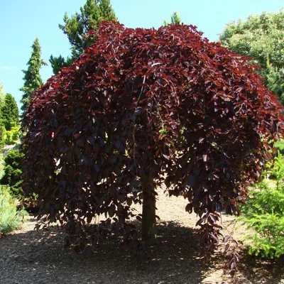 Береза пушистая (Betula pubescens) \"Rubra\"
