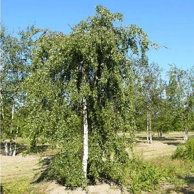 Купить Береза повислая (Betula pendula) от 16 999 руб. в интернет-магазине  Архиленд с доставкой почтой по Москве и в регионы