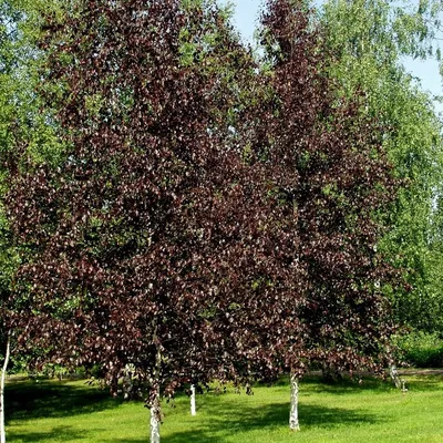 Береза пушистая (Betula pubescen | molbiol.ru