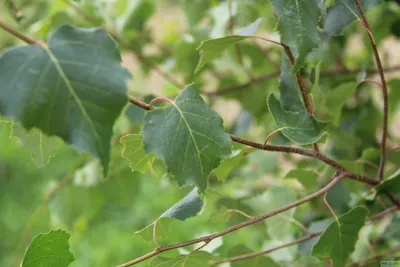 Betula pubescens Ehrh. - Береза пушистая