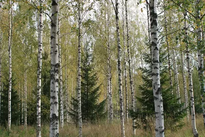 Березовый лес - 80 фото