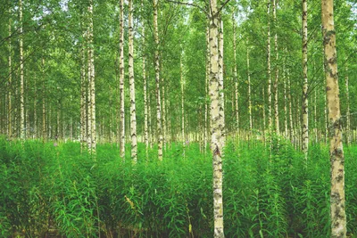 Изображение Берёзовый лес для скинали высокого качества