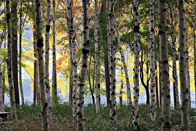 Березовый лес, элегантность, широкий снимок, белый иней на березах и  ольхах, макрос высокого разрешения, дет. | Премиум Фото