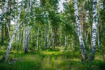 Березовый лес картинки - 72 фото