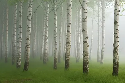 Картина Березы, Березовая роща, Березовый лес, холст, масло, 20 х 25 купить  в интернет-магазине Ярмарка Мастеров по цене 2100 ₽ – OYTUEBY | Картины,  Воронеж - доставка по России