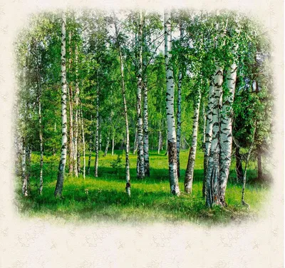 лес березы в парке стоковое фото. изображение насчитывающей падение -  219309072