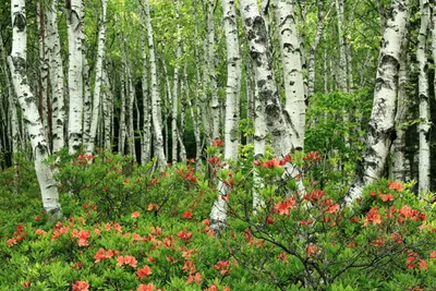 Коля Гасников — профиль пользователя в Шедевруме