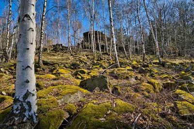 картинки : пейзаж, дерево, трава, болотный, пустыня, филиал, луг, цветок,  хобот, Береза, Осень, Деревьями, лиственный лес, Швеция, Лиственный,  Заболоченные земли, Роща, Лесистая местность, естественная среда,  Экосистемный, лиственные деревья, цветущее ...