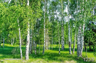 Обои beibehang настенные росписи, наклейки, красивый природный пейзаж, березовый  лес, обои для телевизора | AliExpress