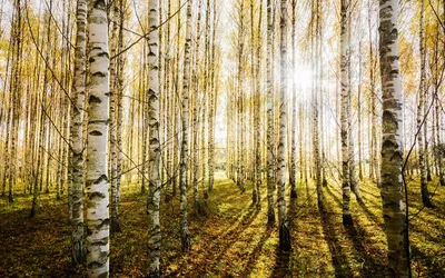 Купить фотообои березовый лес фон, черно-белые фото 609890888 в  интернет-магазине zakagioboi.ru