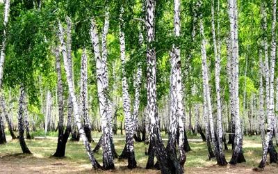 Дорога в Березовом лесу (Множество фото внутри!) - treepics.ru