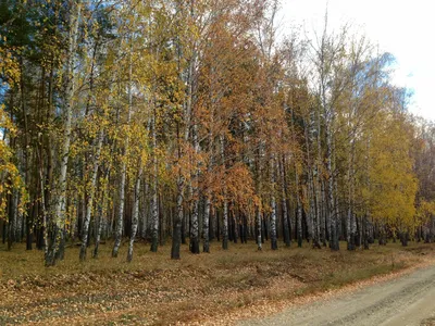Березовый лес осенью фото фото