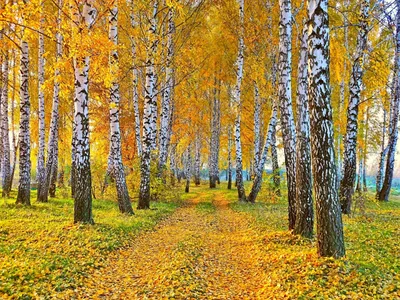 Березовый осенний лес рисунок - 63 фото