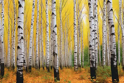 Осенний лес | Аскарово, осень, берёзовый лес, папоротник. | Kirill  Klementiev | Flickr