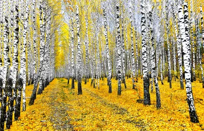 Золотой березовый лес осенью Стоковое Изображение - изображение  насчитывающей флора, деталь: 157520419