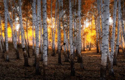 Осенний березовый лес (71 фото) »