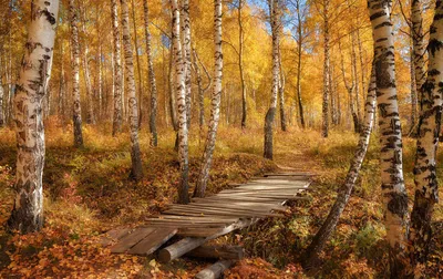 Купить картину маслом Осенний березовый лес от 5720 руб. в галерее DasArt