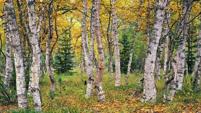 Березовый лес осенью» — создано в Шедевруме