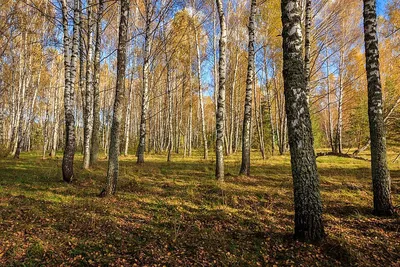 Осенний березовый лес (большое количество фото) - treepics.ru