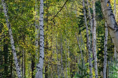 Березовый лес осенью - 71 фото