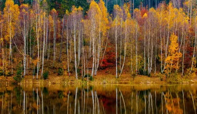 березовый лес в ясный осенний день природа листья сосны Фото Фон И картинка  для бесплатной загрузки - Pngtree