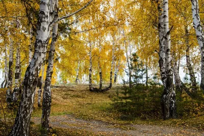 Березовый лес осенью » ImagesBase - Обои для рабочего стола
