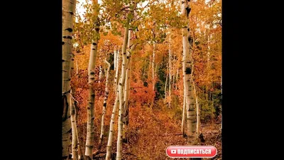 Картина по номерам Березовый лес осенью 40х50см