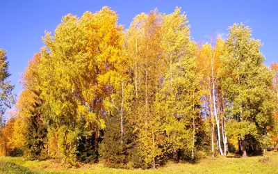 Березовая роща осенью осенний березовый лес | Премиум Фото