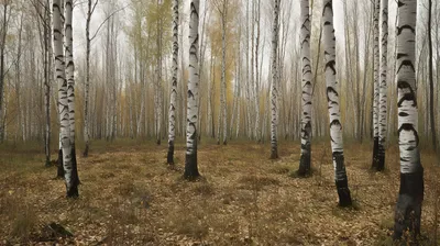 Осенний березовый лес - обои для рабочего стола, картинки, фото