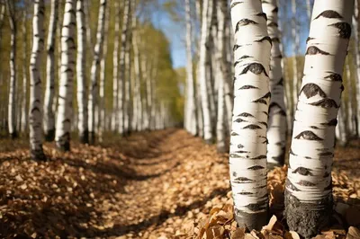 Березовый лес. Густав Климт» Модерн холст/масло купить в Москве  С-Петербурге арт 2787