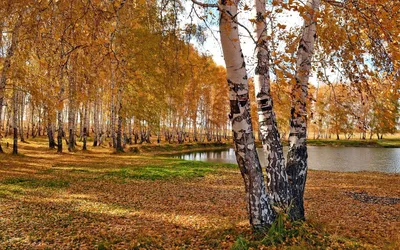 Сосновый И Березовый Лес Осенью — стоковые фотографии и другие картинки Без  людей - Без людей, Вертикальный, Время года - iStock