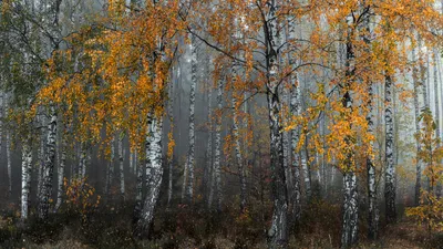 Картинки осенний березовый лес (67 фото) » Картинки и статусы про  окружающий мир вокруг