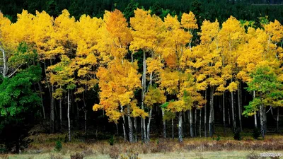 Осенний березовый лес - 70 фото