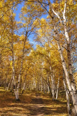 Желтые деревья, осенний березовый лес. фотография Stock | Adobe Stock