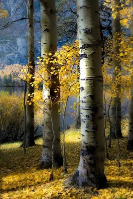 Осенний березовый лес - красивые фото