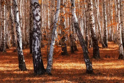 Березовый лес с солнечными лучами осенью | Премиум Фото