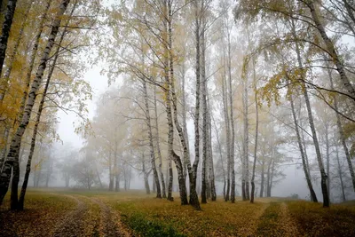 Осенний Березовый Лес — стоковые фотографии и другие картинки Без людей -  Без людей, Берёза, Время года - iStock
