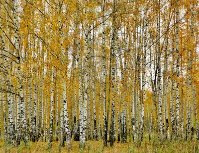 Обои Березовый лес, деревья, трава, осень 2560x1600 HD Изображение