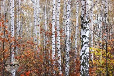 Осенний березовый лес изображение_Фото номер 501373532_JPG Формат  изображения_ru.lovepik.com