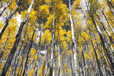 Березовый лес осенью - фото и картинки: 34 штук