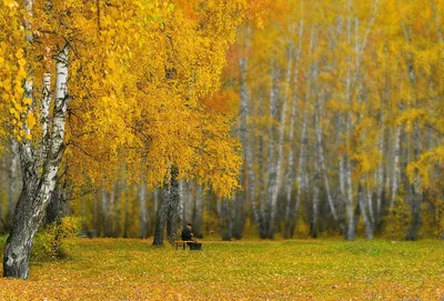 Берёзовый лес осенью днем при …» — создано в Шедевруме