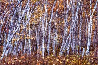 Береза поздней осенью (57 фото) - 57 фото