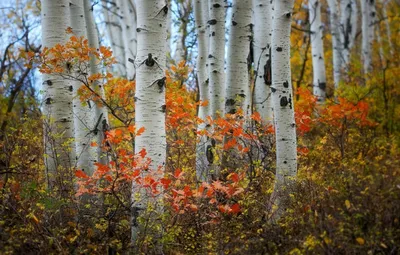 Осенний березовый лес - Осень - Фото галерея - Галерейка