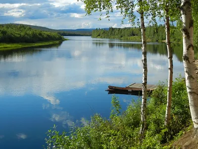 Фотография Россия Ярославль Которосль Березы Природа Реки Деревья