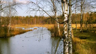 Березы у реки картинка - 80 фото